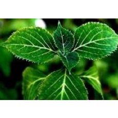 8% or 20% Yohimbine Red-Brown Yohimbine Extract Powder Helpful , Corynante