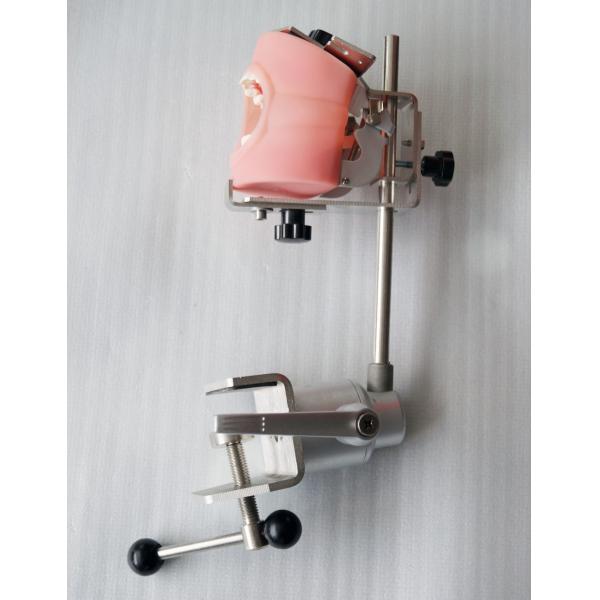 Medical Dental Training Simulator Desktop Dental Phantom Head Model For College Students