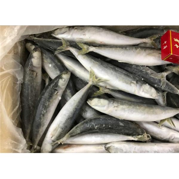 Buy Seafood Health High Protein 100g 120g Frozen Round Scad at wholesale prices