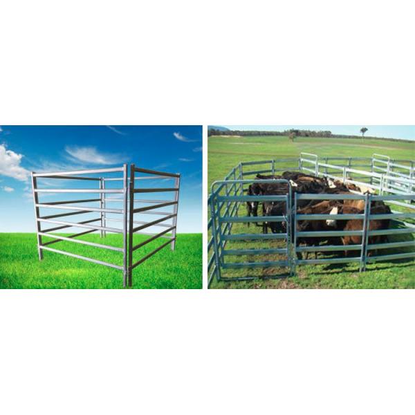 cattle panel fence