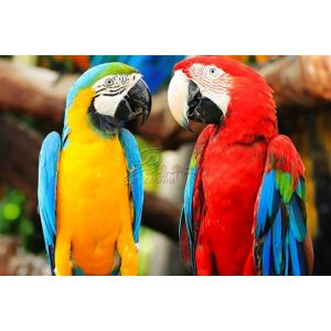 Animatronic Scarlet Macaw With Hairy , Life Size Models Of Animals