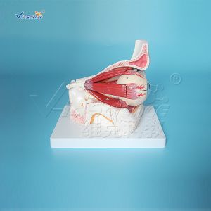 Human Eye Removable 47cm Model