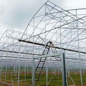 PE Plastic Film Greenhouse Multi Span Sawtooth Turnkey Project