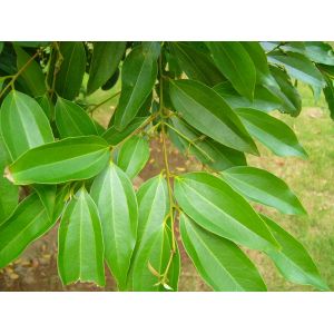 Cinnamomum cassia Presl with 99% Cinnamic acid, Cassia Extract