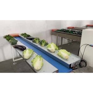 600mm Fresh Vegetable Packaging Machine