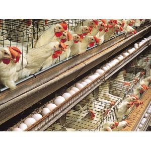 Amino Acid Protein Chromium Poultry Livestock Nutrients Polypeptide Chromium