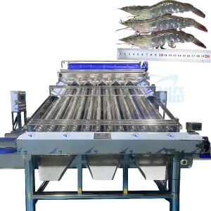 China Shrimp processing fully automatic shrimp shelling line Shrimp impurity removal and sorting machine on sale China Shrimp processing fully automatic shrimp shelling line Shrimp impurity removal and sorting machine on sale