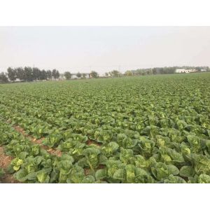 Quality Delicious Flat Head Cabbage For Frying / Simmering / Mixing / Simmering for sale