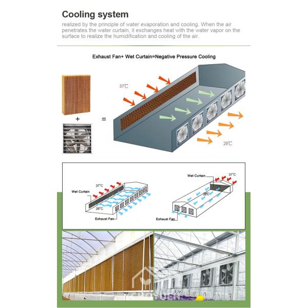Hot Galvanzied Steel Pipe Agricultural Venlo Glasshouse Turnkey Project