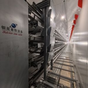Durable & Labor-Saving: H-Type Fully Automatic Layer Cages for Modern Farms