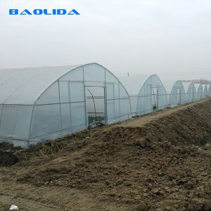 Galvanized Single Span Plastic Tunnel Greenhouse Customized Vegetable Growing