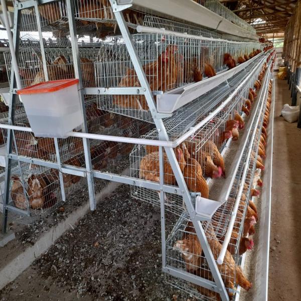 Buy Manual And Automatic Layer Chicken Steel Cage A Frame at wholesale prices