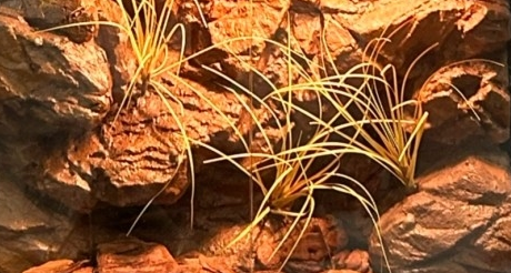 Buy Water Retardant Reptile Enclosure Background Mildew Proof Lizard Enclosure Background at wholesale prices