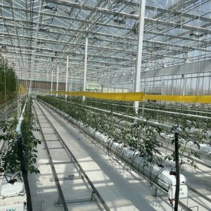 Hydroponic Vegetable Growing Venlo Glass Greenhouse with Double Layer and Type