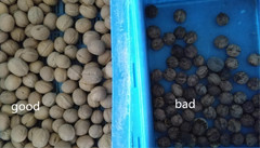 Walnut Shell Separator Walnut Color Sorting Machine Walnut Processing Equipment