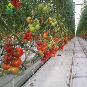 Agricultural Greenhouses NFT Soilless Hydroponic System For Tropical Desert
