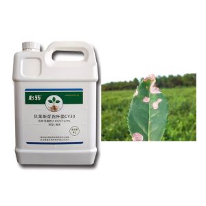 Microbial Agent CY30 Bacillus Velezensis Bactericide Cure Tomato Leaf Mold