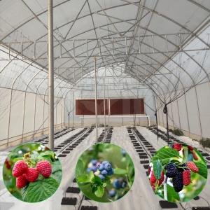 Baolida Sawtooth Greenhouse Cross Roof Agricultural Greenhouse Serre Agricole
