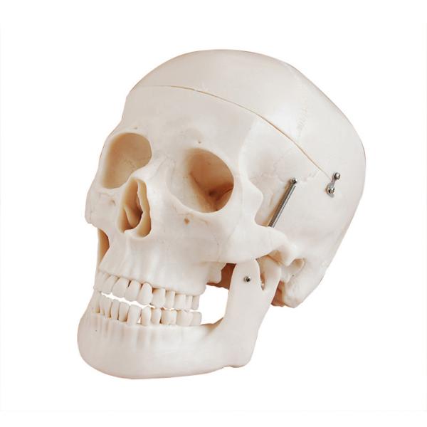 Buy Studying PVC 21cm 1kg Human Skull Anatomy Model at wholesale prices