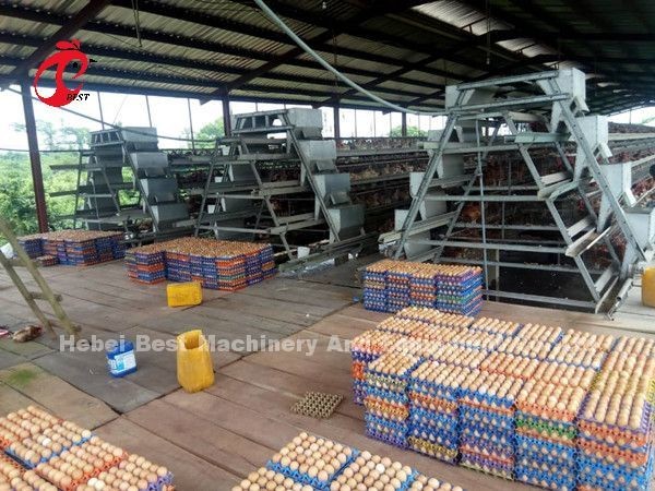 A Frame Animal Poultry Farming Battery Cage System Stable Structure 2022 Hot Selling Emily