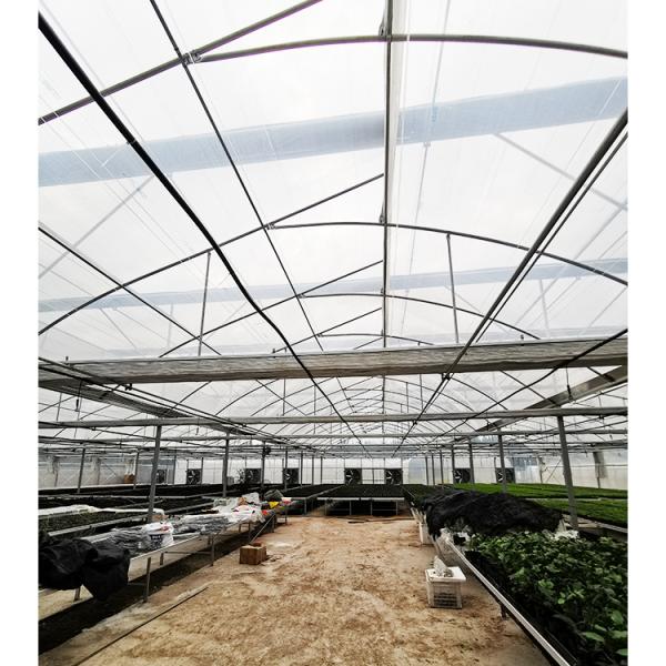 2-5m Shoulder Height High Tunnel Sawtooth Greenhouse for Commercial Plant Cultivation