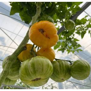 Film Greenhouse Hydroponic System Package Gross Weight 2000.000kg Customized