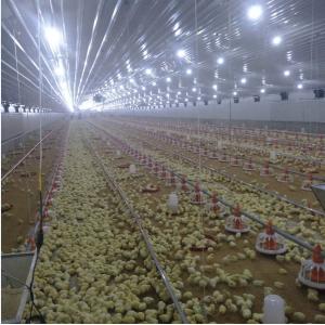 Poultry Farming Chicken Feeder Equipment Long Life