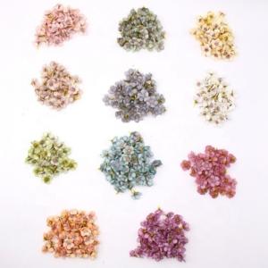 Graduation Cap Decor Mini Daisy Flowers Fashionable Silk Rose Flower Heads for