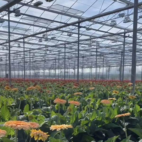 Venlo Style Glass Agricultural Greenhouse with Automatic Control System