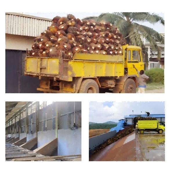 High-Efficiency 10TD Palm Oil Production Line for Cooking Oil Extraction