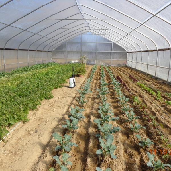 Buy Agricultural Greenhouse Plastic Sheet Film Tunnel Single Span Cheap Greenhouse at wholesale prices