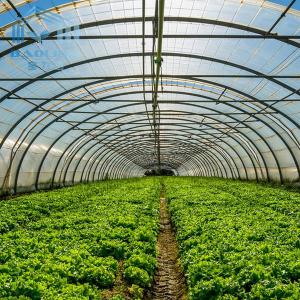 Agriculture Mushroom Management Greenhouse Planting Vegetables Fruits Single