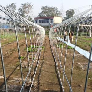 Side Ventilation Hot Galvanized Steel Pipe Tunnel Single Span Greenhouse