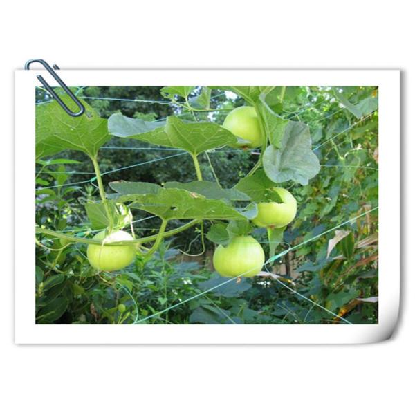 UV Stabilized PP Plant Support Net Economical Green Pea Bean Netting
