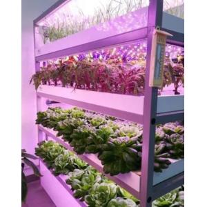 Leafy Vegetable Shipping Container Garden with Shaped Roof and Customization