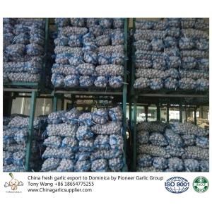 Garlic to Dominica with mesh bag package.