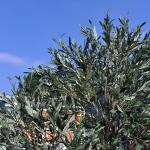 Customized Realistic UV Resistant Large Indoor Olive Tree​ For Commercial