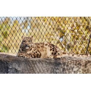 Quality stainless steel wire rope mesh tiger fencing for sale