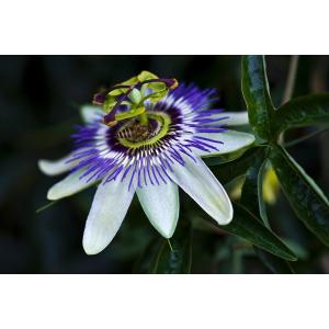 Quality 100% natural passiflora caerulea extract-- Passiflora incarnata L. for sale