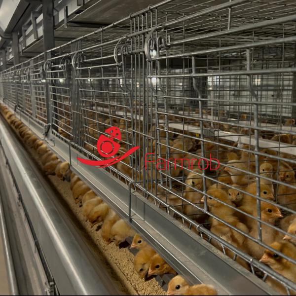 Buy Enriched 3-Tier Poultry Cage System Stable Baby Chick Cage at wholesale prices