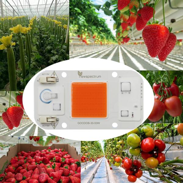 50W COB LED Module 50*50mm Professional Lighting Solution