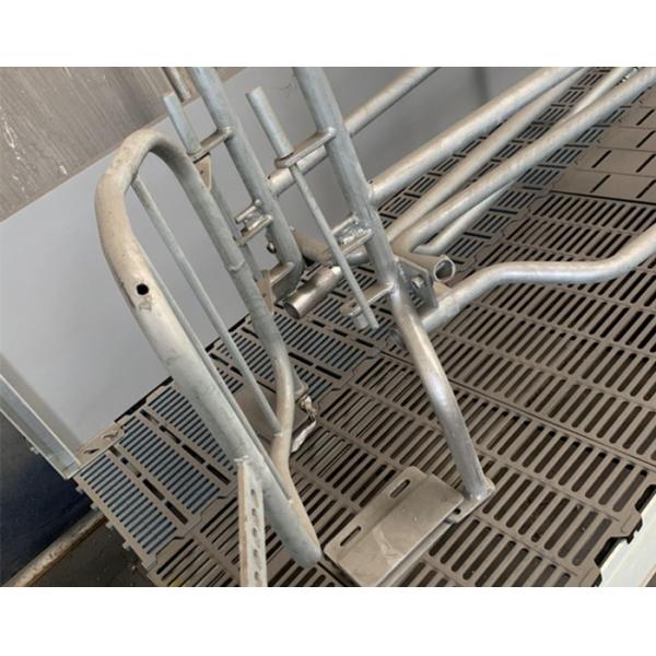 Curved Edge Design Pig Farrowing Crate Hog Equipment OEM / ODM Available