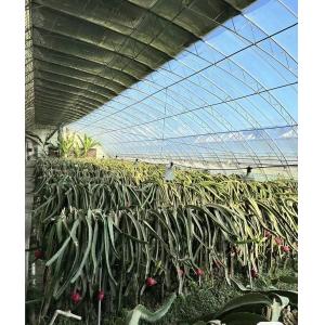 Multi-Span Venlo Glass Greenhouse with Cocopeat Hydroponics System and