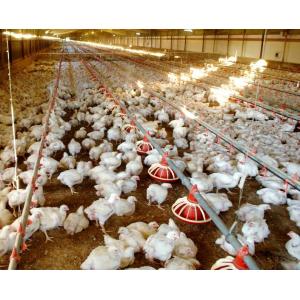 Quality WorldPoultry - Night time cooling pad operation during extremely hot for sale
