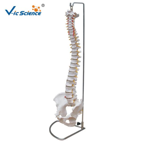 Buy Human Skeleton Model Vertebral Column With Pelvis And Painted Muscles at wholesale prices