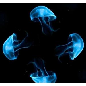 Display Sticky Screen Rear Projection Film , Thick Clear Holographic Adhesive