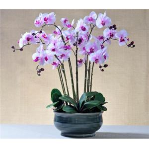 Quality Hot Sell Potted PU Orchids for sale