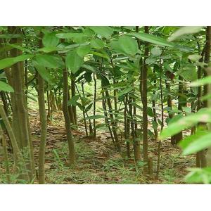 Herb Medicine Cinnamomum Cassia Bark Extract, Cinnamomum Extract, Cinnamomum