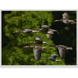 1024x768 IPS TFT LCD Display 20 Pin Full Viewing Angle Llvds 15 Inch Panel