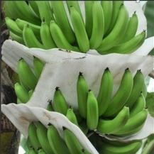 EPE monitor protective film/sheet production line